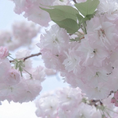 静宁福瑞交流群